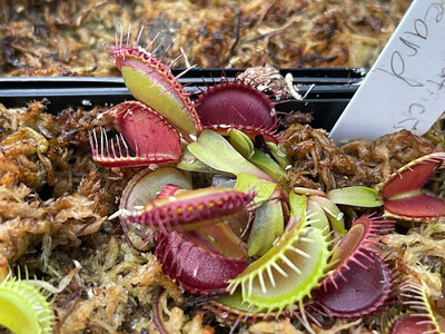 Dionaea muscipula  St. Patrick’s Beard (small)