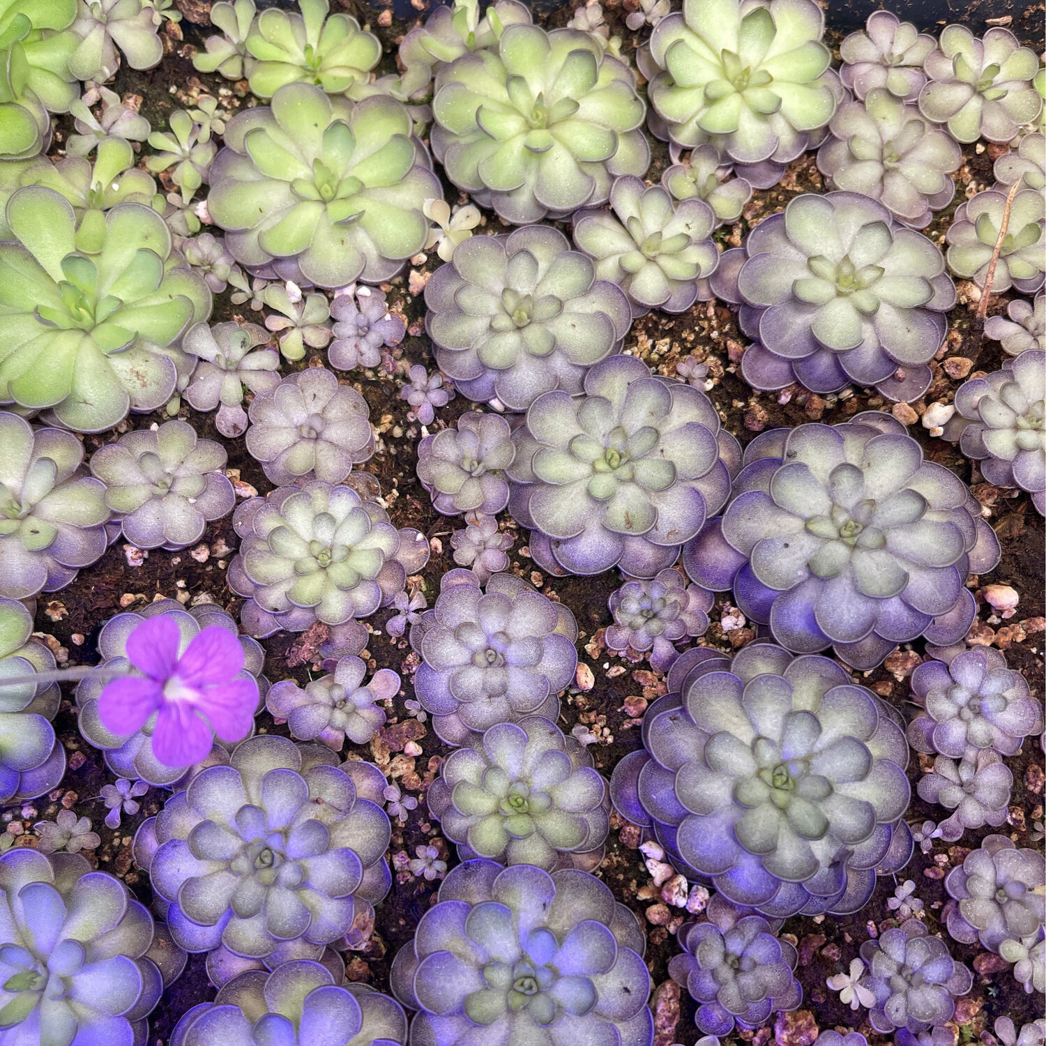 Pinguicula cyclosecta - Nuevo Leónin Mex.  (medium)
