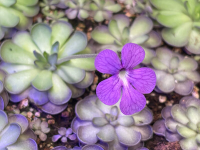 Pinguicula cyclosecta - Nuevo Leónin Mex.  (medium)