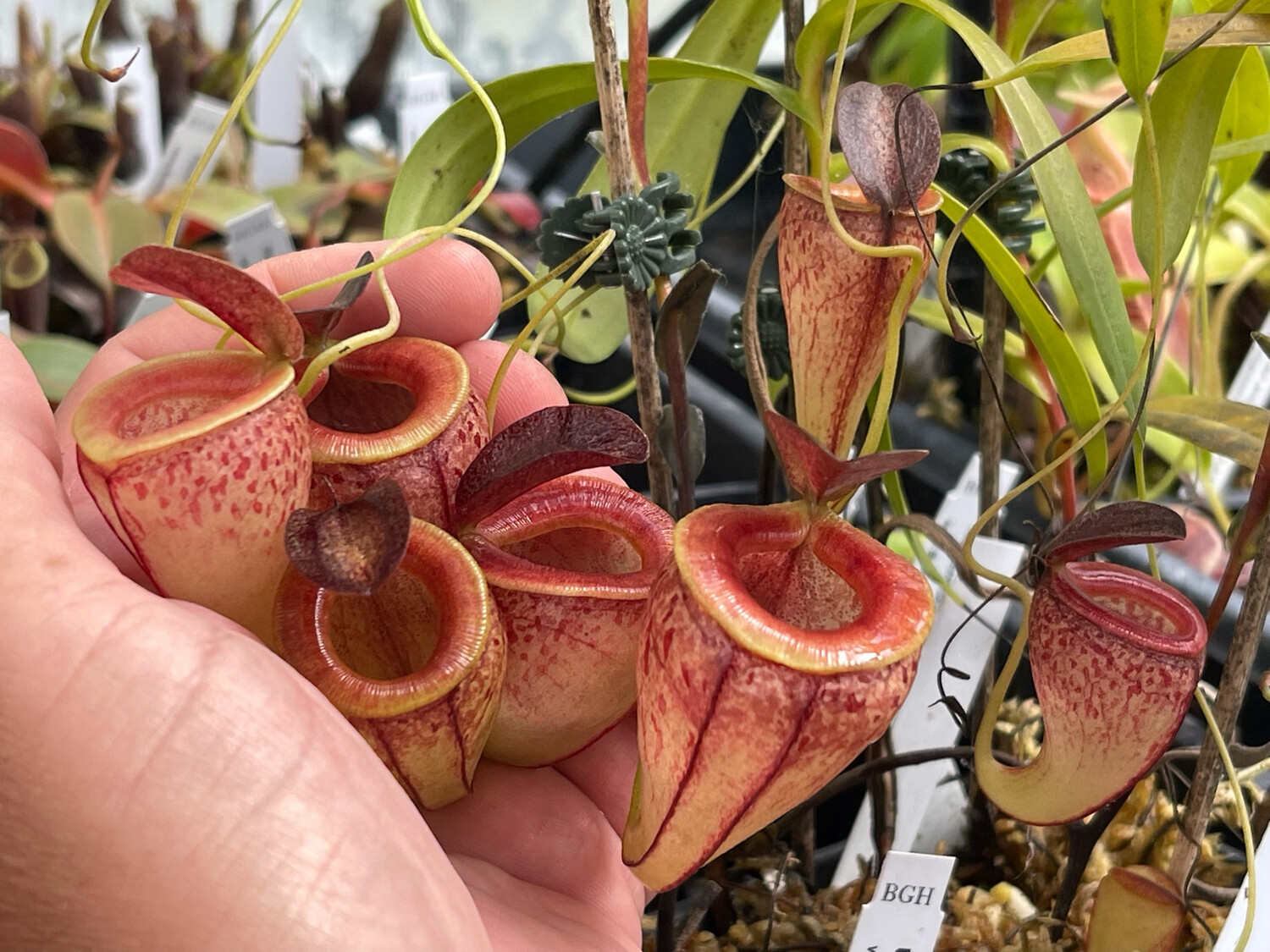 Nepenthes tenuis BE-4049 (Large)