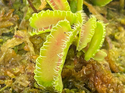 Dionaea muscipula ‘Kim Jong-iL’ - Limited! 