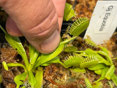 Dionaea muscipula “Gj Equobia” (small)