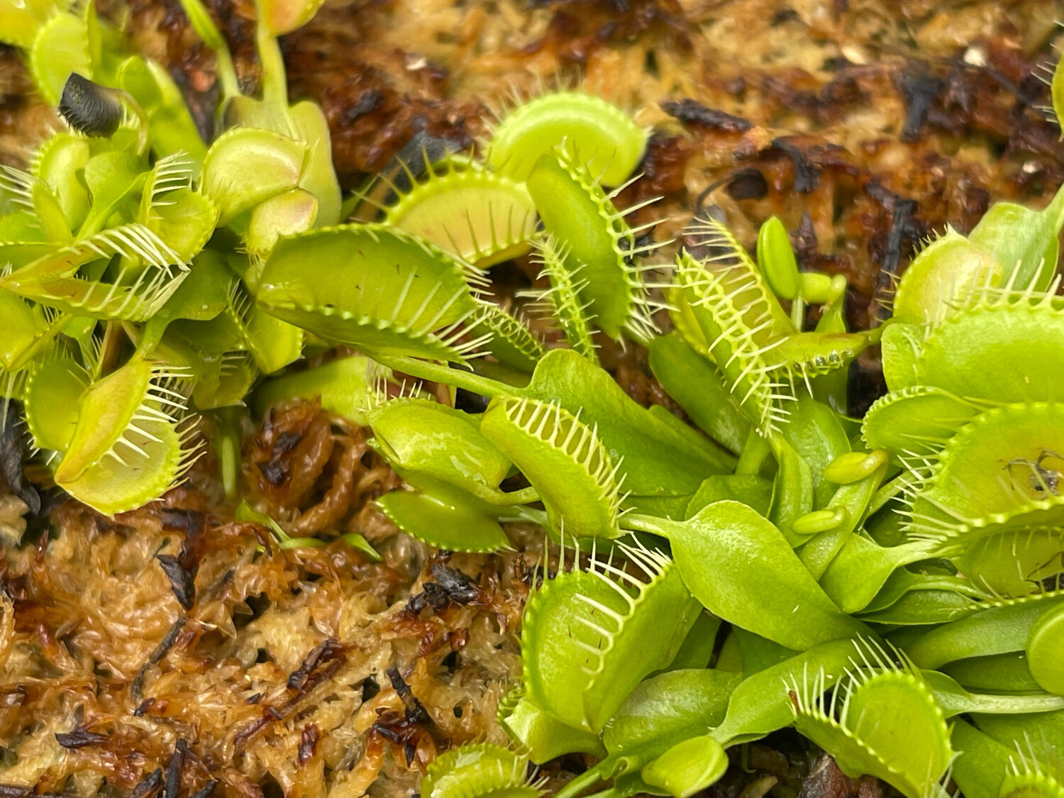 Dionaea muscipula “Gj Equobia” (small)