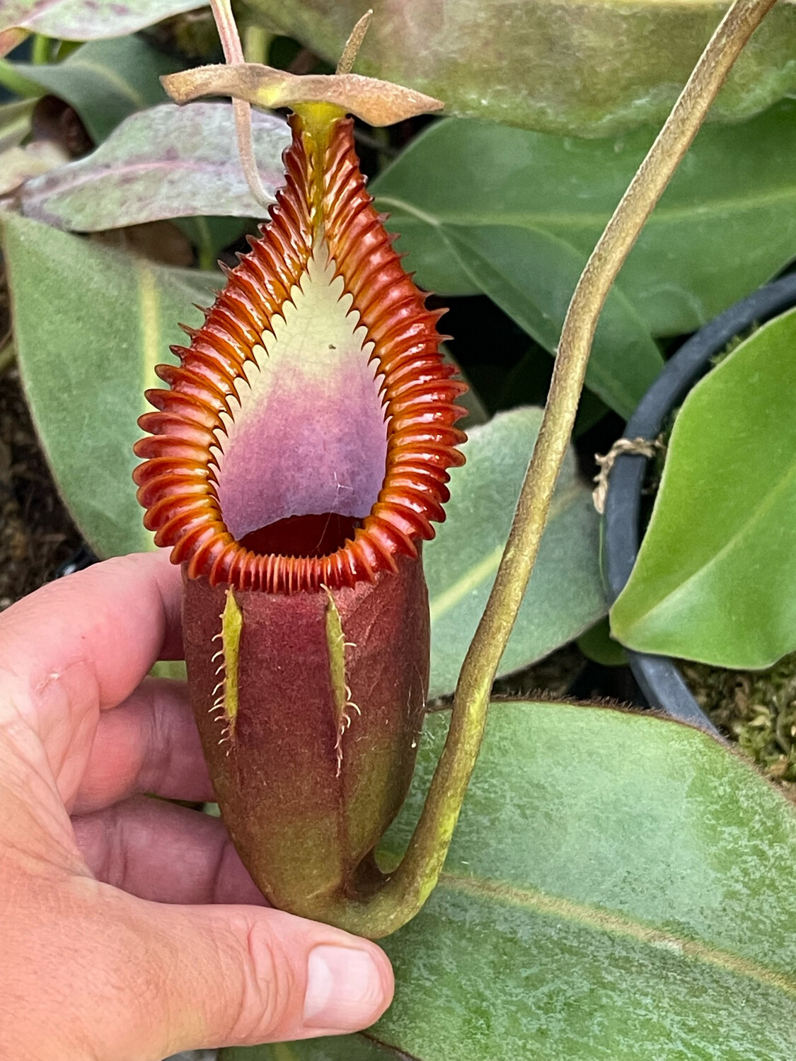 Nepenthes macrophylla - WYSIWYG (Sold)