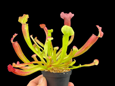 Potted Plant Upgrade Kit