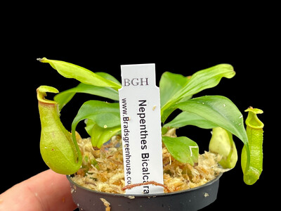 Potted Plant Upgrade Kit