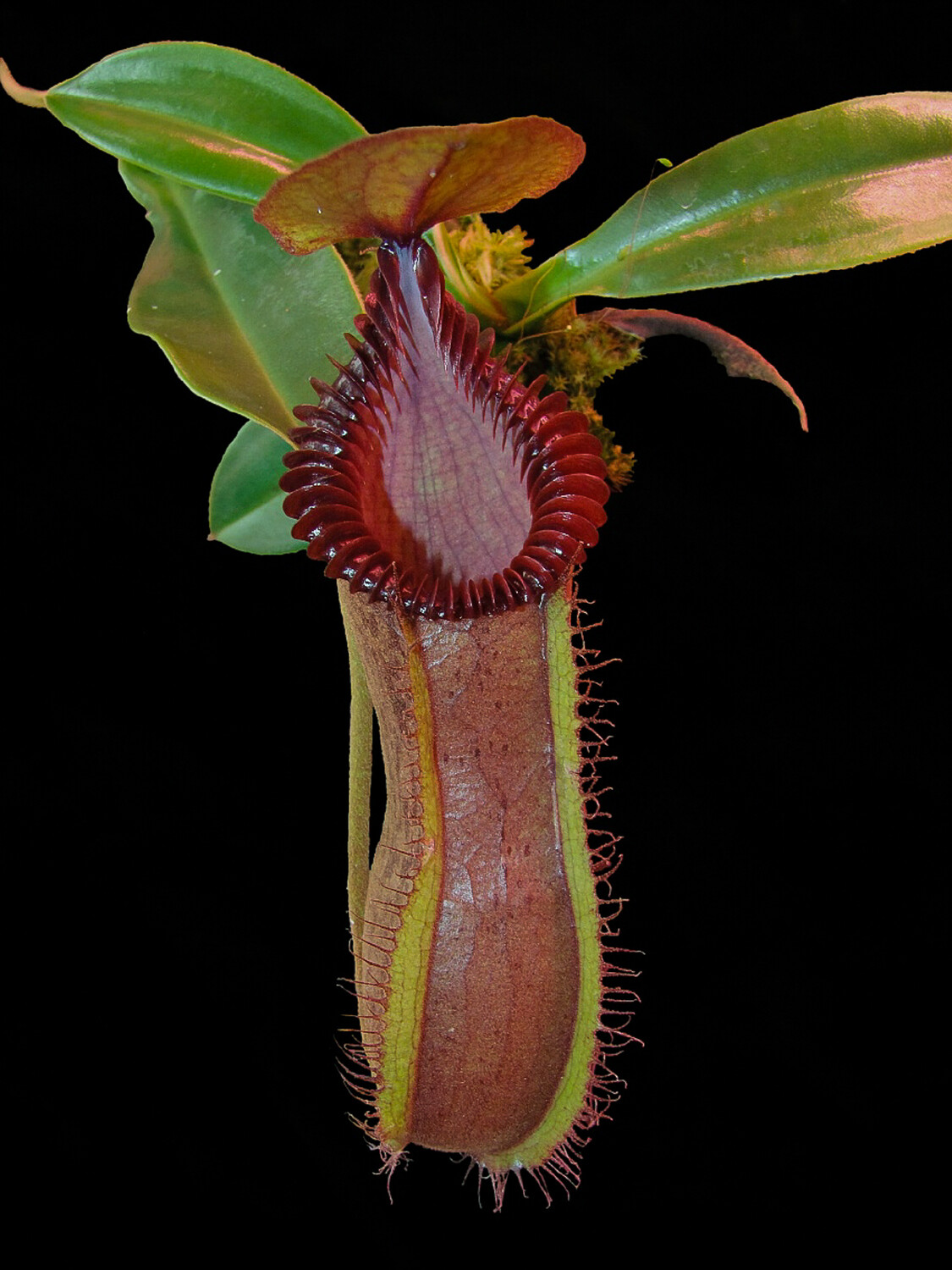 Nepenthes hamata x edwardsiana - WYSIWYG (Sold)