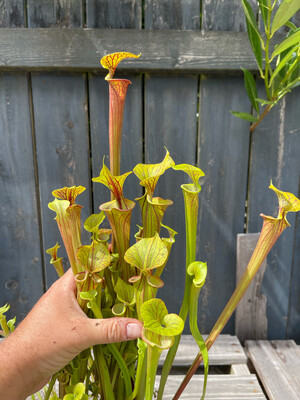 Sarracenia flava var. ornata Apalachicola, Fl. 