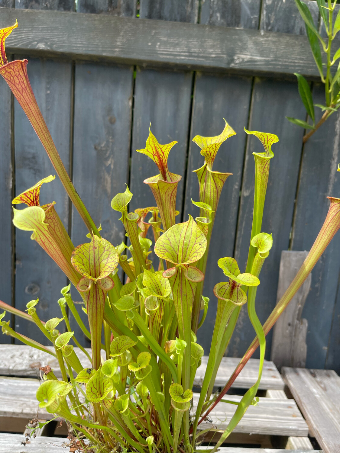 Sarracenia flava var. ornata Apalachicola, Fl. 