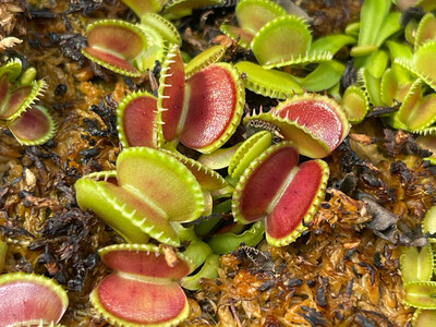 Dionaea muscipula  “Green Wizard” Venus Flytrap (small)