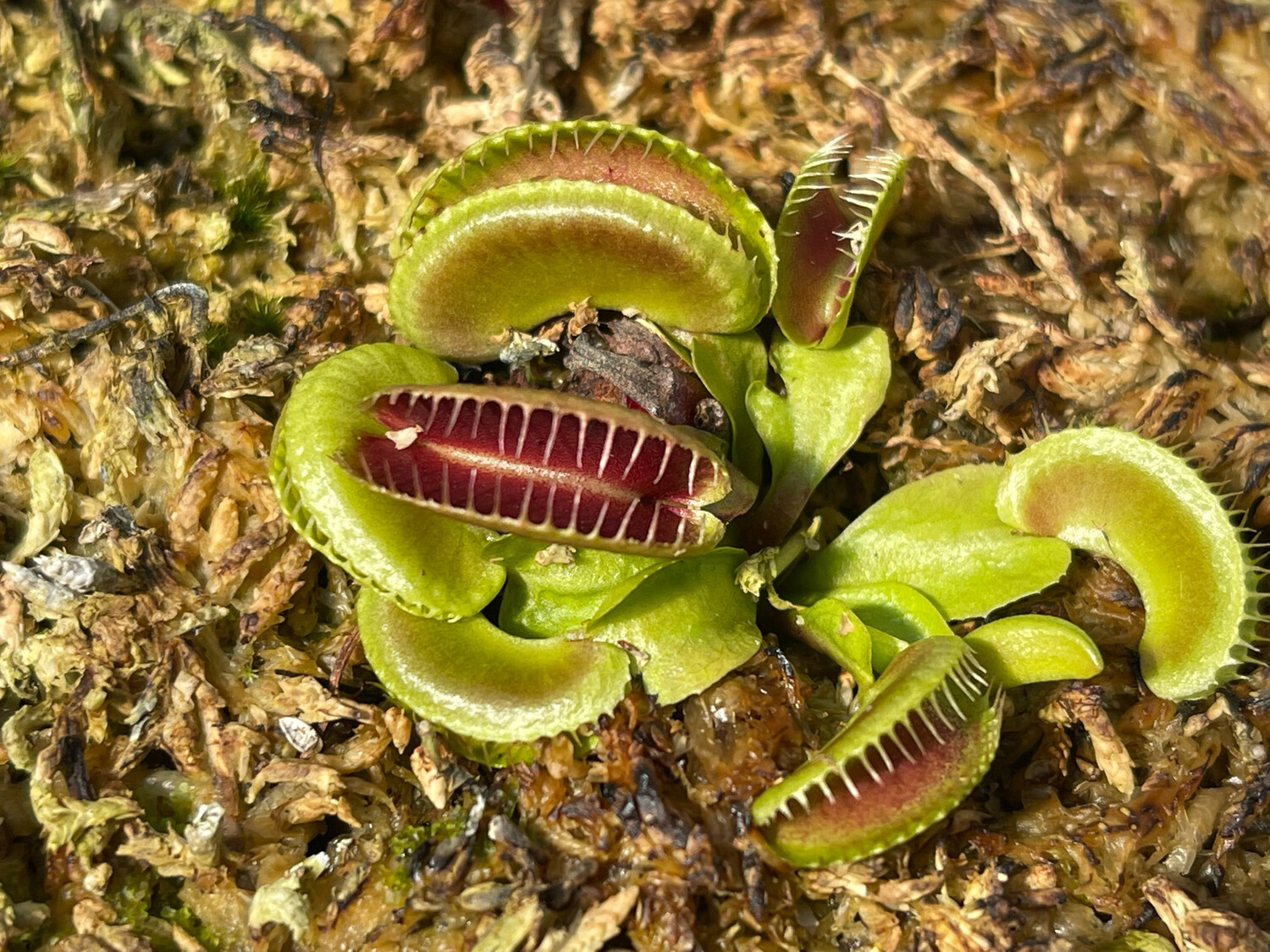 Dionaea muscipula  ‘Jaws Smiley’  Venus Flytrap (starter Size) 