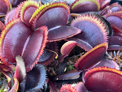 Dionaea muscipula &#39;Bohemian Garnet&#39; (small)