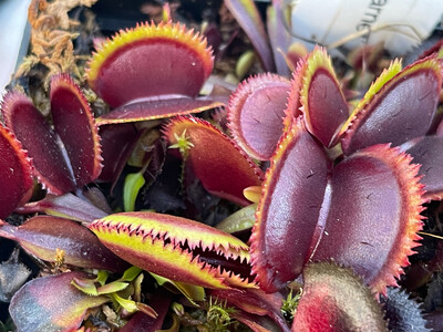 Dionaea muscipula 'Bohemian Garnet' (small)