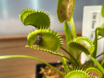 Dionaea muscipula “Bear Trap” (small)
