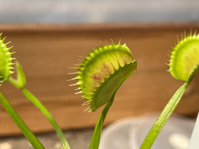 Dionaea muscipula “Bear Trap” (small)