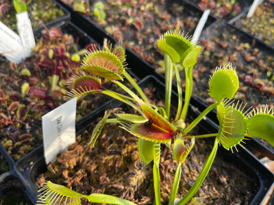Dionaea muscipula “Dirk Venthums Giant” Venus Flytrap (small) Very Limited! 