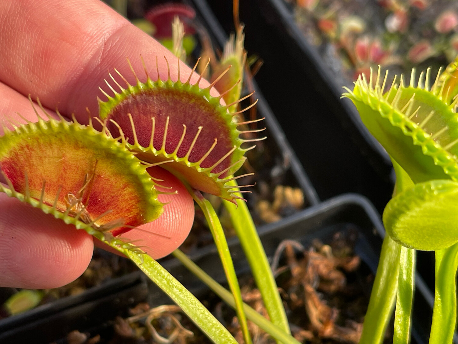 Dionaea muscipula “Dirk Venthums Giant” Venus Flytrap (small) Very Limited! 