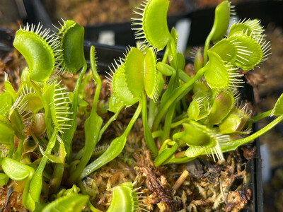 Dionaea muscipula &#39;Kayan&#39; (small)