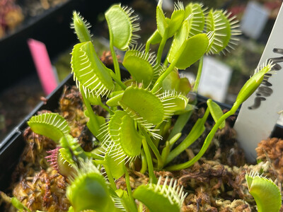 Dionaea muscipula 'Kayan' (small)