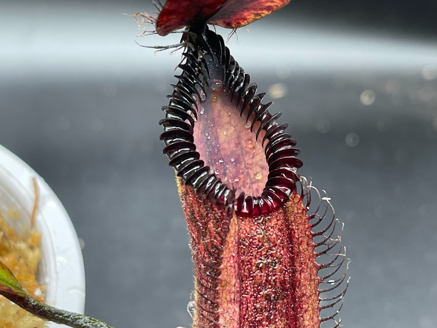Nepenthes x "Smilodon" (diabolica X hamata) (Small) -WYSIWYG
