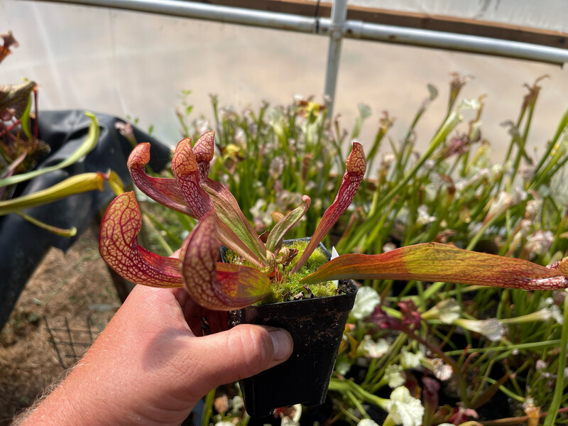 Sarracenia X Formosa “All Red” (Blooming Size)