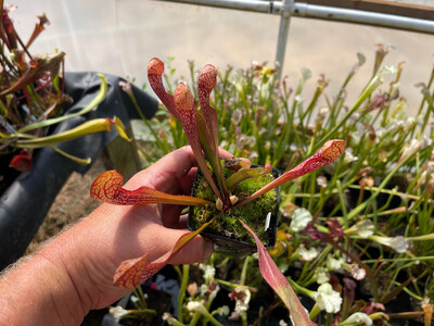 Sarracenia X Formosa “All Red” (Blooming Size)