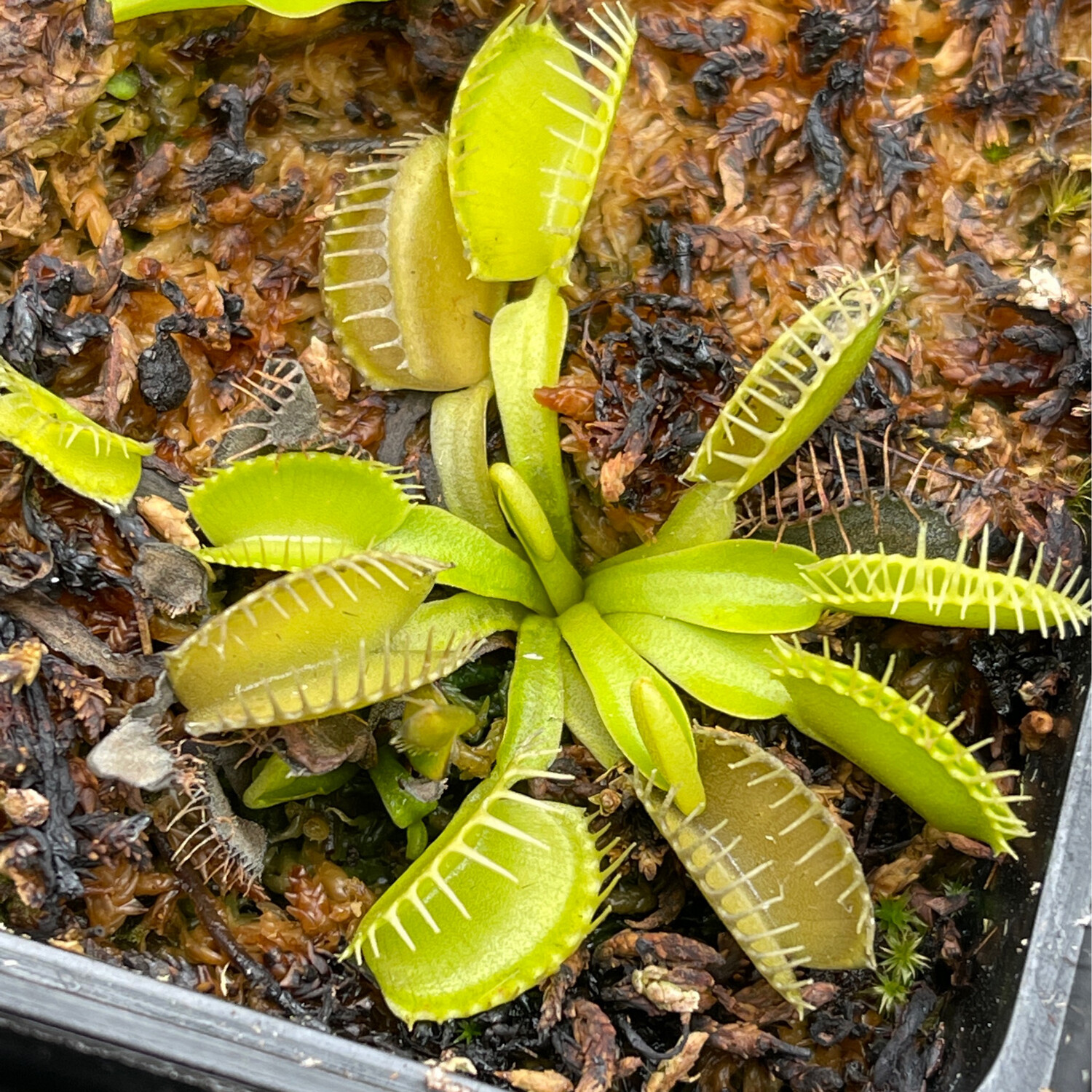 Dionaea muscipula “Olive Green” Venus Flytrap (small)
