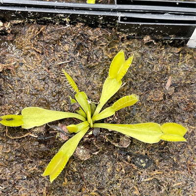 Dionaea muscipula “Olive Green” Venus Flytrap (small)