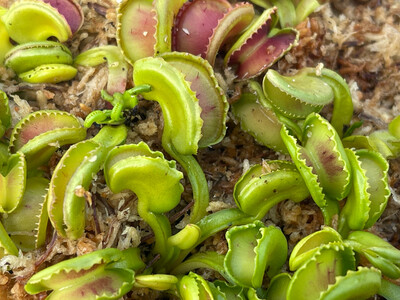 Dionaea muscipula “Gj Giant Cudo” (small) 