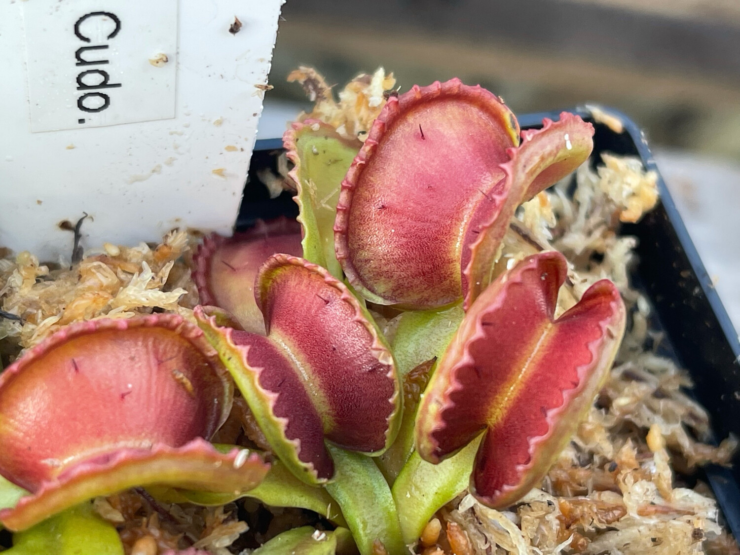 Dionaea muscipula “Gj Giant Cudo” (Medium) Limited! 