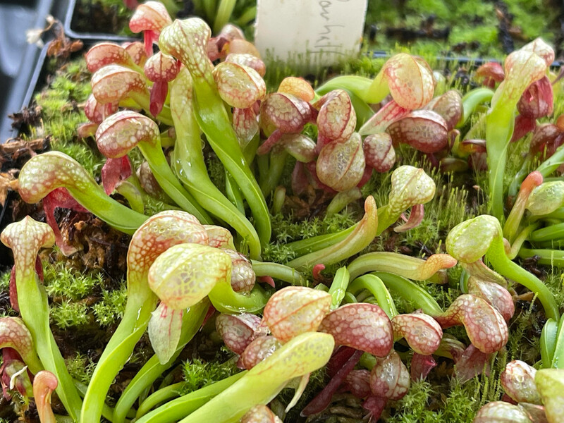 Darlingtonia californica  “ Suislaw “ X Meadowhall Clone”- (Young Adults)