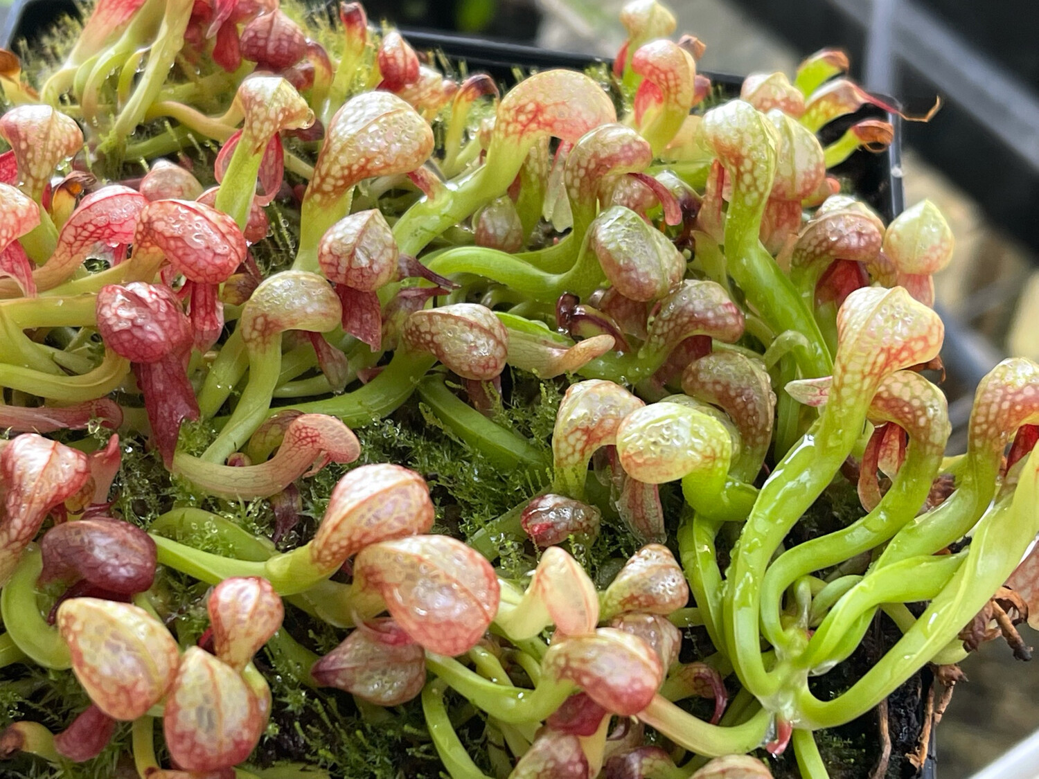 Darlingtonia californica  “ Suislaw “ X Meadowhall Clone”- (medium)