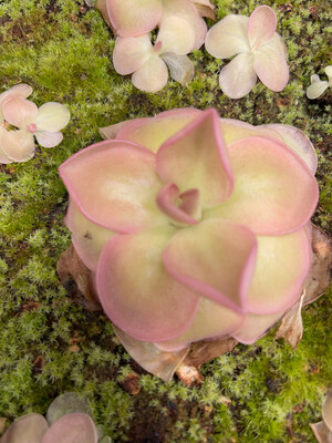 Pinguicula “Weser”