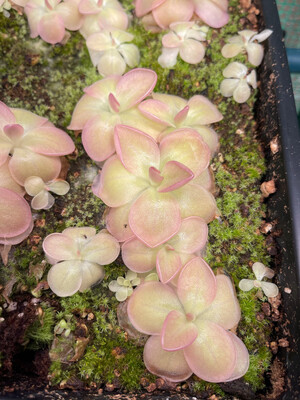 Pinguicula “Weser”