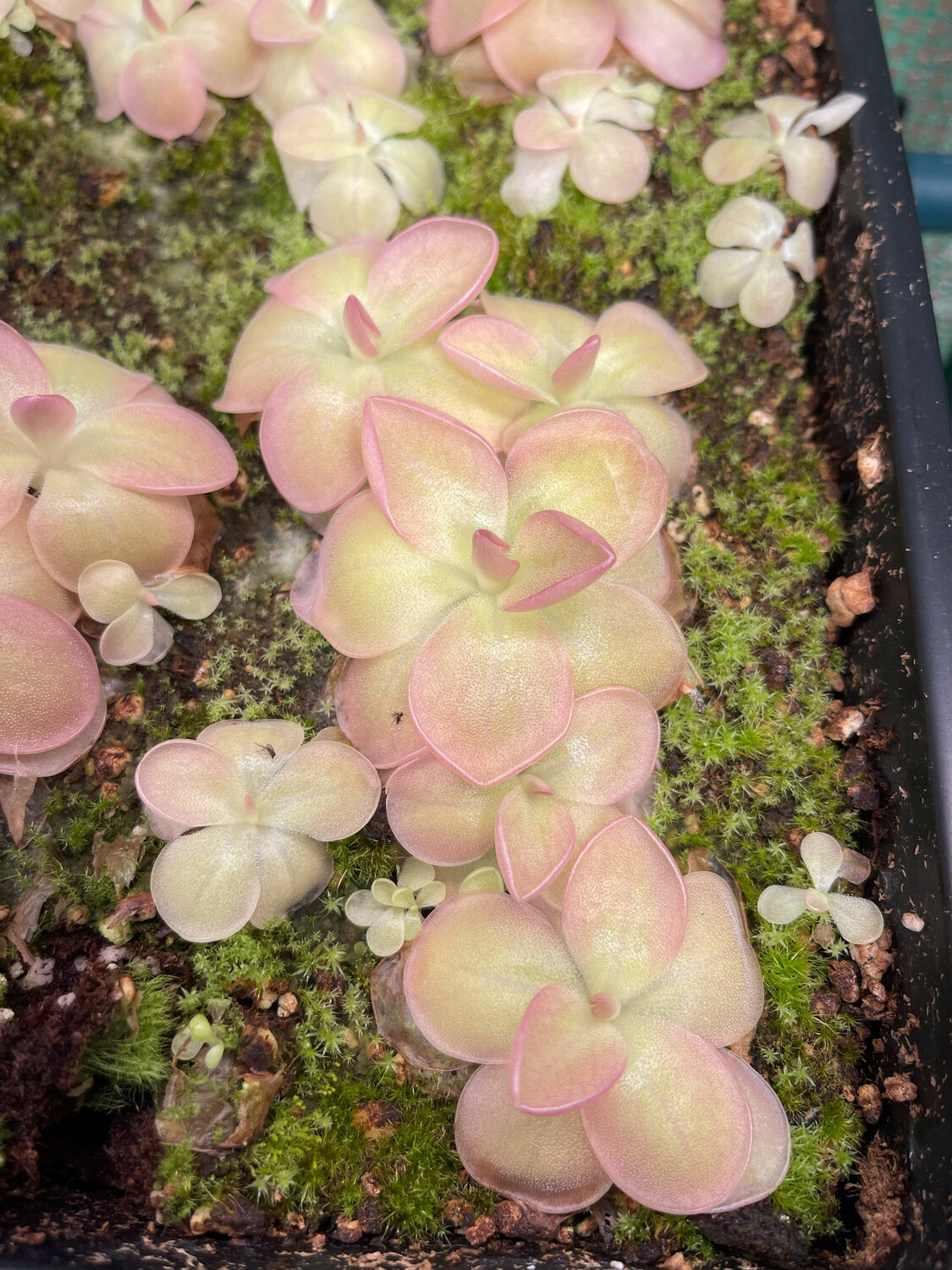 Pinguicula “Weser”