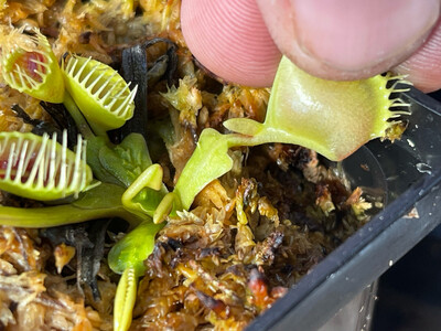 Dionaea muscipula “Wrinkly Queen” Venus Flytrap (small)