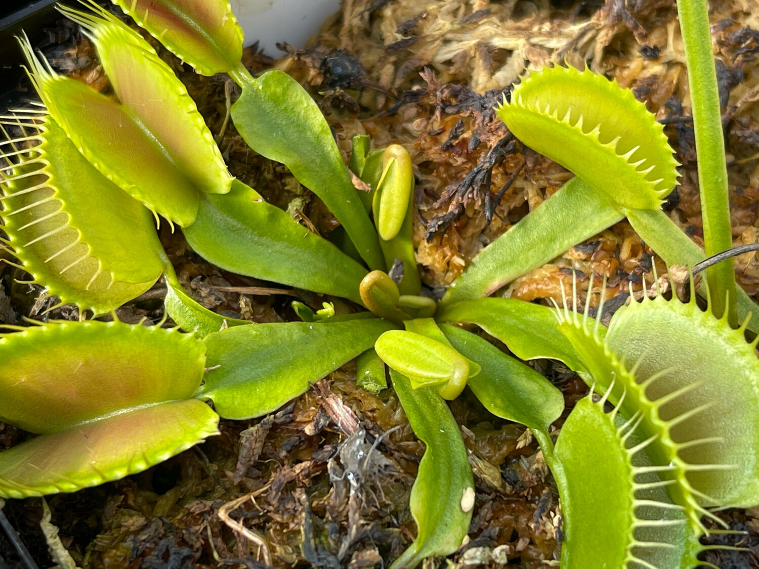 Dionaea muscipula “FTS Big Behemoth ” (small)
