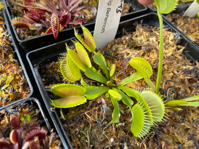 Dionaea muscipula “FTS Big Behemoth ” (small)