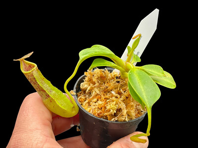 Nepenthes robcantleyi x fusca BE-3893 (Small) 