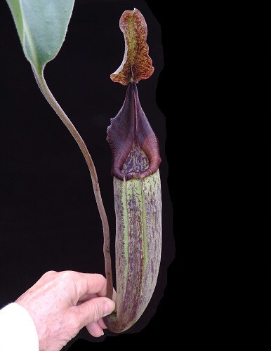 Nepenthes robcantleyi x fusca BE-3893 (Medium) 
