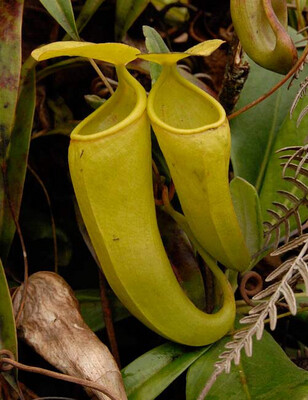 Nepenthes ceciliae BE-3956 (Large) 