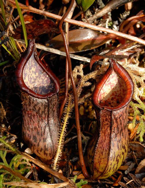 Nepenthes cecilliae BE-3956 (Large) 