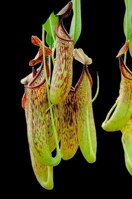 Nepenthes copelandii (Small) 