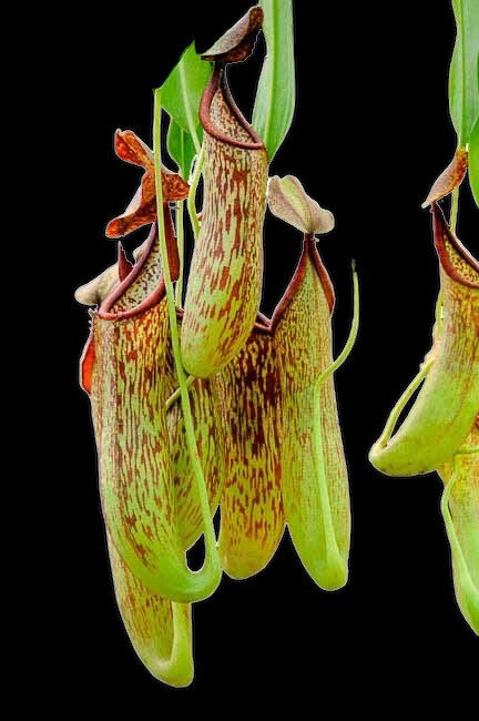 Nepenthes copelandii BE-3046 (Small) 
