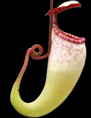 Nepenthes copelandii BE-3046 (Medium)