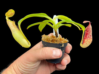 Nepenthes copelandii BE-3046 (Medium)