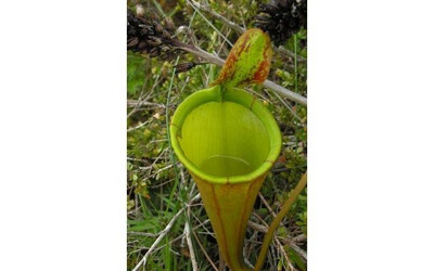 Nepenthes attenbourghii BE-3693