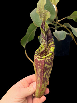 Nepenthes mollis BE-3921 (X-Small) 