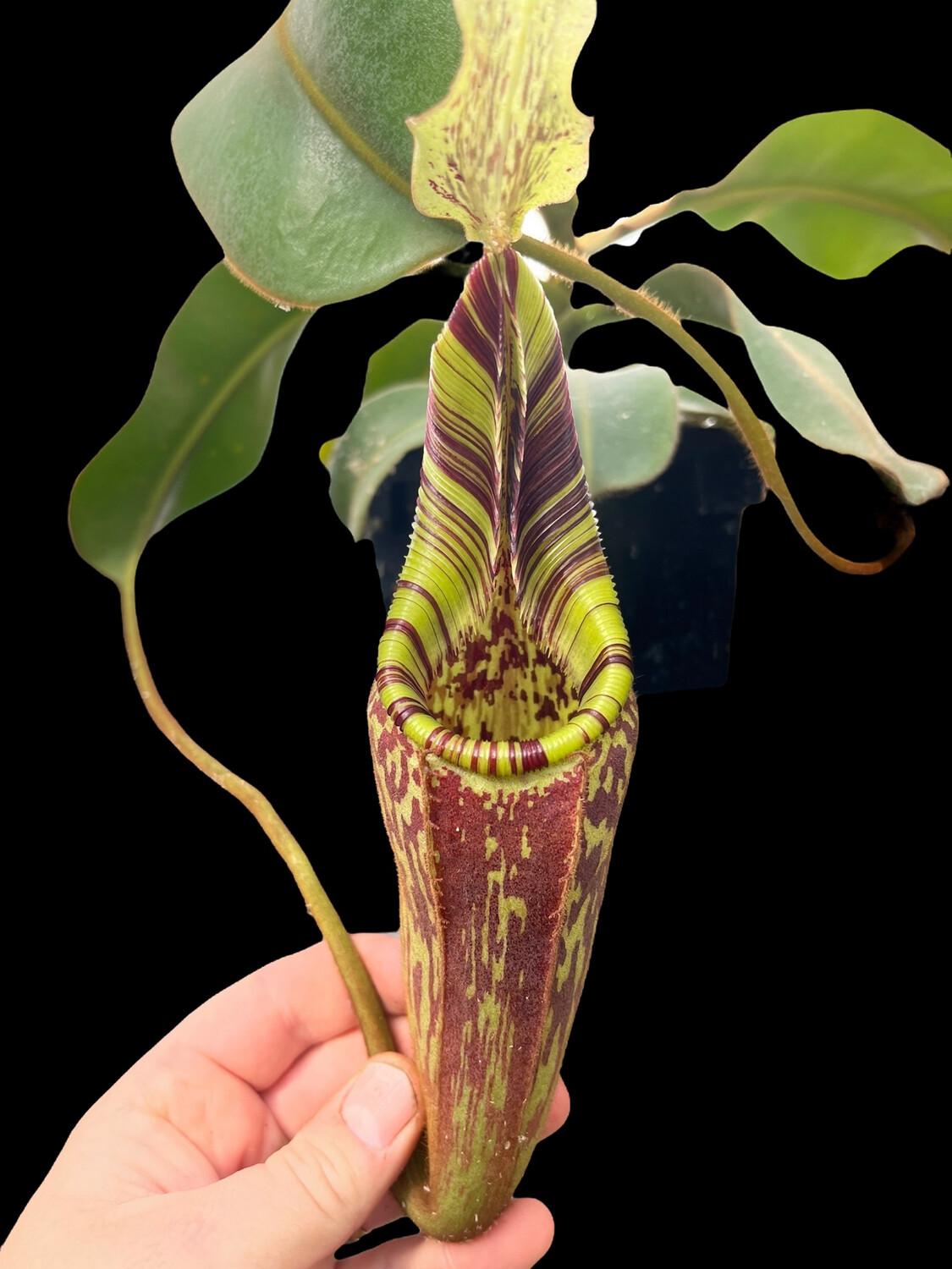 Nepenthes mollis BE-3921 (Small) 