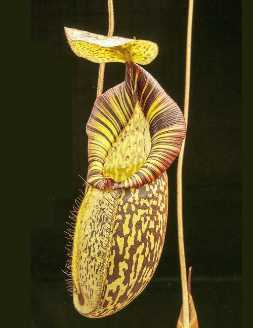 Nepenthes spectabilis x mira BE-3181